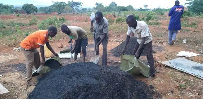 A crew bagging finished biochar from heaps at the production site